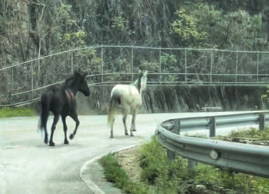 도로를 활보 중인 말. 연합뉴스(독자 제공)