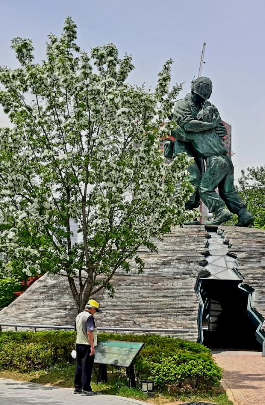 서울 용산 전쟁기념관 형제상 앞에 오월의 눈꽃처럼 활짝 핀 이팝나무. 2020년 5월7일 촬영