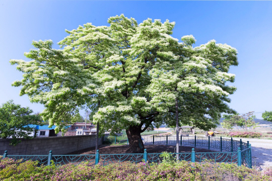 천연기념물로 지정된 전북 고창 중산리 이팝나무. 나이가  250살 정도로 , 높이 10.5m, 가슴높이 둘레 2.68m이다. 중산리 마을 앞 낮은 지대에 홀로 자라고 있으며, 나무 모습은 가지가 고루 퍼져 자연 그대로 유지하고 있으나, 차량 먼지 등으로 나무상태는 좋지 못하다. 천연기념물로 지정된 이팝나무들 가운데 작은 편에 속한다. 출처 게티이미지코리아