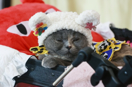 지난달 30일 경기 고양시 킨텍스에서 열린 2023 서울 캣쇼에 등장한 고양이. 연합뉴스