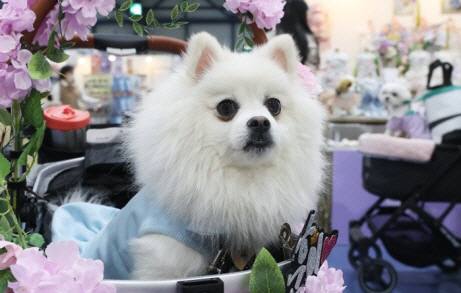 지난 3월 24일 오전 서울 강남구 세텍에서 열린 반려동물 박람회 ‘2023 케이펫페어 서울’에 등장한 강아지. 연합뉴스