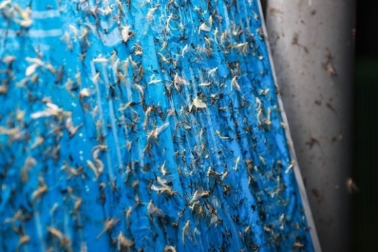 동양하루살이떼. 뉴시스