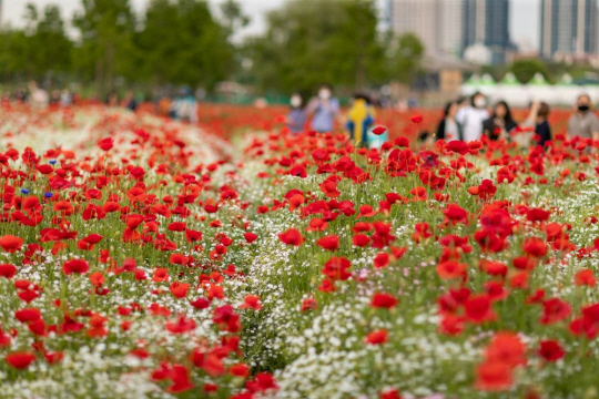 봄꽃축제가 열리고 있는 태화강국가정원에 양귀비 꽃이 활짝 펴 있다. 울산시청 제공