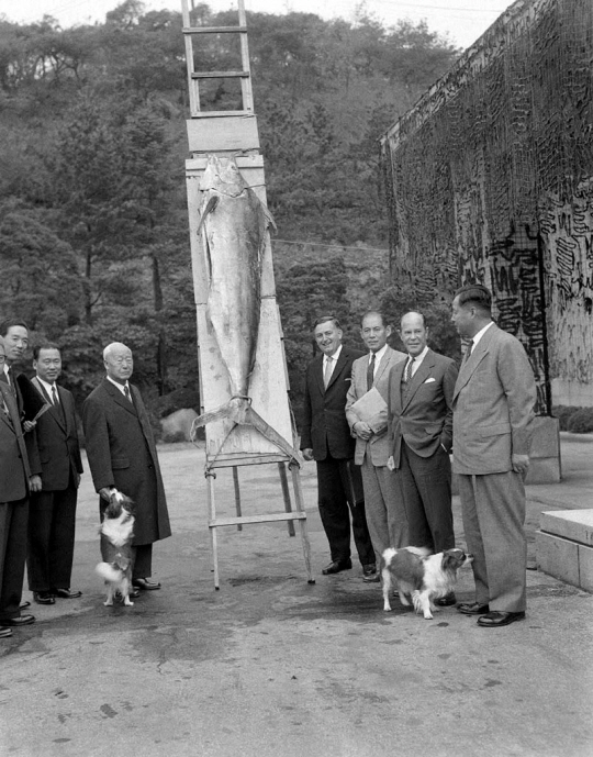 1957년 국내처음으로 원양어선에서 잡아온 참치를 경무대에서  전시하고 있다. 국립수산과학원 제공