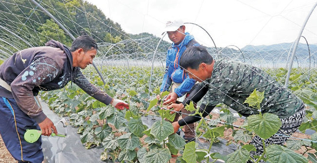 저출산으로 인한 인구 감소가 심각한 가운데, 경기 화성시의 한 농가에서 결혼 이민자 가족의 초청으로 입국한 외국인 계절 근로자들이 작물 재배를 돕고 있다.   연합뉴스