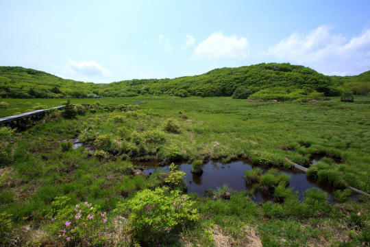 대암산 용늪 전경. 인제군청 제공