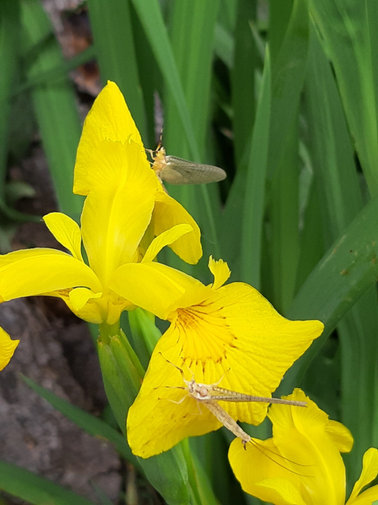 경기 남양주 프라움박물관  뜨락의 노랑꽃창포. 하루살이 유충이 앉아 있다. 2019년 5월18 일