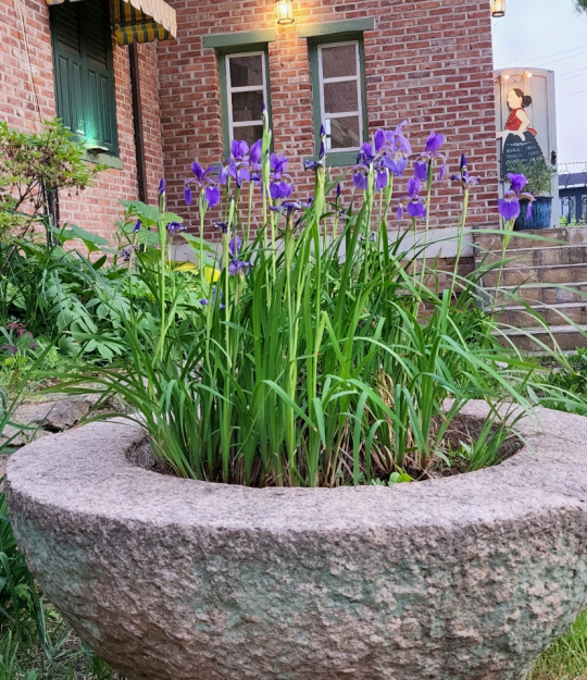 경기 남양주 북한강변 한 화랑 뜨락의 보라빛 붓꽃. 2022년 5월22일