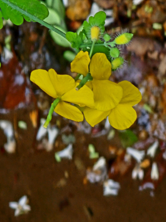 서울 안산 기슭에 흰 꽃이 진 다음에 진노랑색 애기똥풀이 지천으로 피어 있다.  5월 26일 촬영