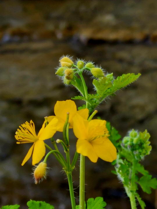 서울 안산의 애기똥풀. 2022년 6월 4일