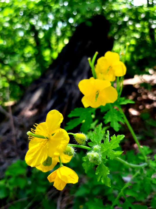 서울 안산의 애기똥풀. 2022년 5월 1일