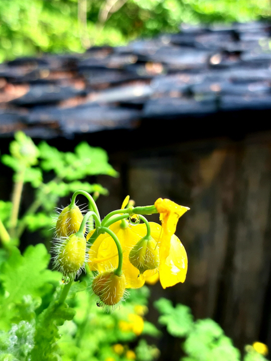 오월 서울 서대문구 안산 기슭에 지천으로 피어 늦봄과 초여름 산을  노랗게 물들인 애기똥풀꽃.  2021년 5월2일