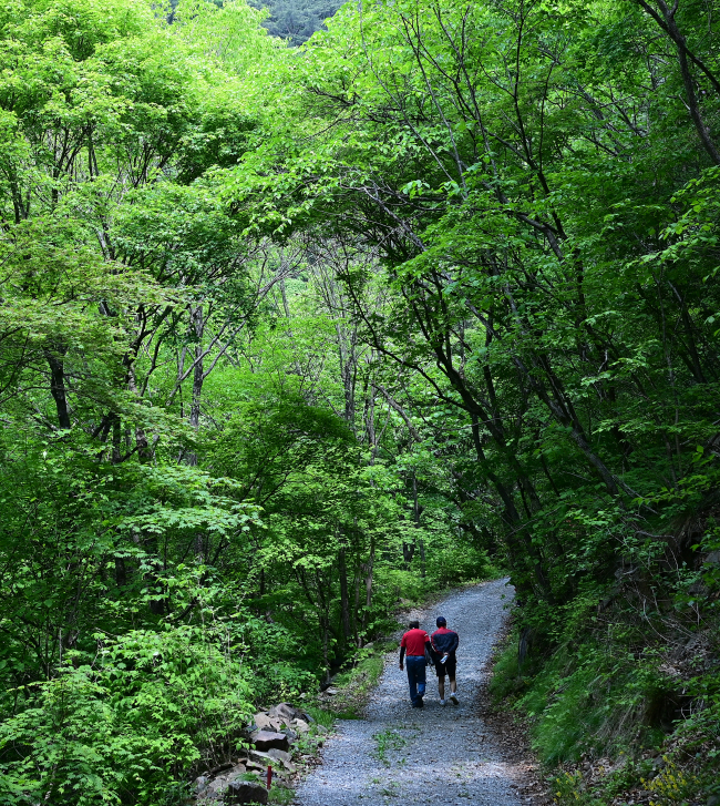 상원산 아래 계곡을 따라 이어지는 걷기 길인 ‘항골 숨바우길’의 오솔길 구간.