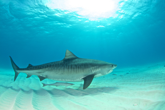 기사와 직접 관련없는 사진. 게티이미지 뱅크