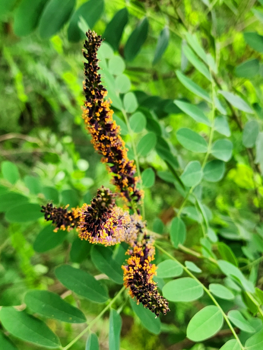 족제비싸리 잎은  아까시나무처럼 생겼는데, 작은 잎이 더 작고, 단단해 보이며, 청록색을 띤다. 키가 1~2m 정도라면 족제비싸리라고 보면 된다. 꽃이 피면 더 확실하게 알 수 있는데, 꽃 색은 아까시 나무의 우아한 미색과 대조되는 자주색이며, 주황색 꽃가루도 유난하다. 2022년 6월 4일 서울 안산