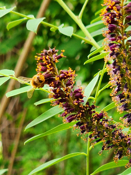 족제비싸리는 생명력이 강하고 질소를 고정하는 콩과식물로, 생명력이 강해 과거 전국의 황폐지 복구를 위한 사방사업용으로 많이 식재했다. 5월 26일 서울 서대문구 안산