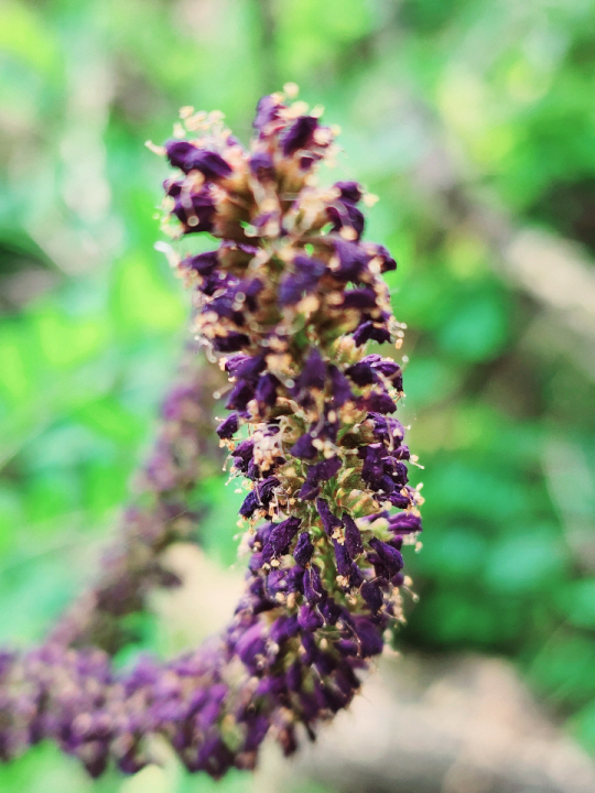 족제비싸리 꽃은 자주빛 보라색, 또는 암갈색을 띤다.꽃 색깔이 족제비 털색을 닮았다. 2022년 6월4일 서울 안산