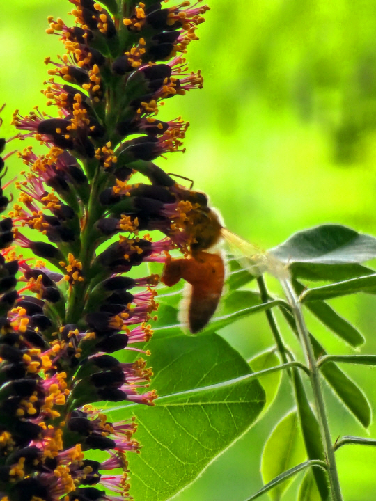 족제비싸리는 6·25전쟁 후 황폐한 산림복구를 위한 사방사업용, 관상용, 비료로 쓰기 위한 녹비용으로 많이 식재됐다. 더구나 전초를 약재로 사용할 수 있다. 잎 모양이 아카시나무를 닮아 일본 아까시나무로 불리기도 한다. 5월26일 서울 안산