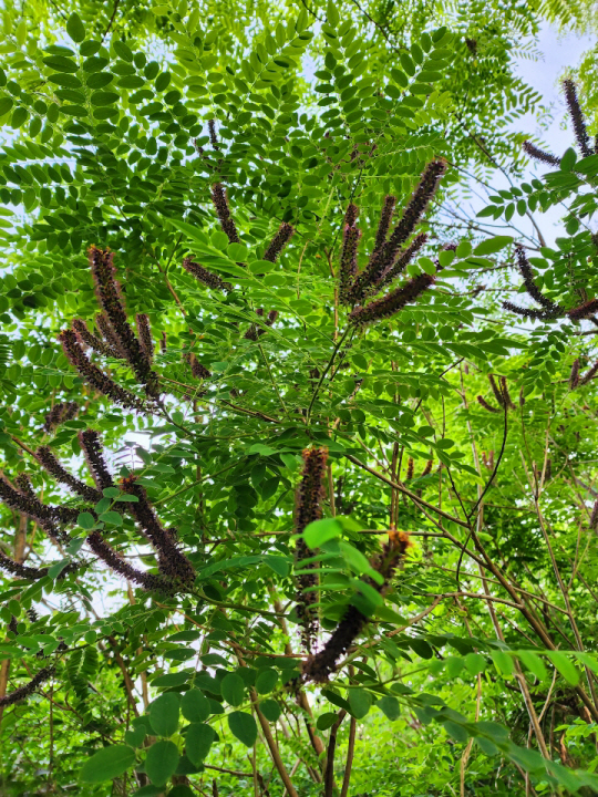 지난 5월26일 서울 서대문구 안산에 족제비싸리 암갈색 꽃이 피어있다. 아카시 나무 잎과 많이 닮았다.