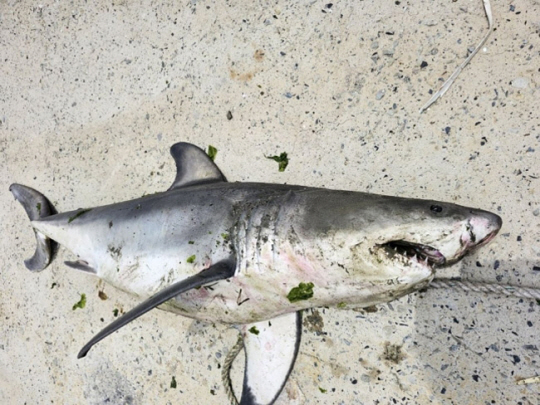 완도 해안가 백상아리 사체. 완도해경 제공