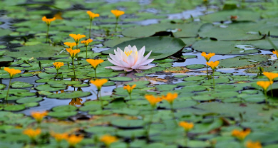 세미원에 핀 수련과 노랑어리연꽃.
