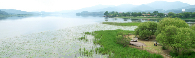 버드나무와 습지의 수생식물이 강과 함께 어우러지는 경기 양평의 ‘세미원’의 경관. 물 건너로 보이는 곳이 두물머리다. 연꽃이 피기 전의 세미원은 관람객이 적어서 고즈넉한 강변의 서정적인 풍경을 만끽할 수 있다.