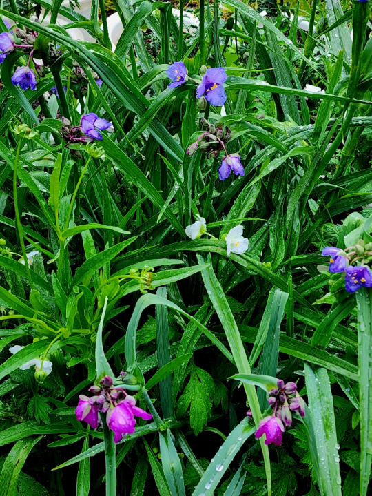 자주색, 흰색꽃, 분홍색 3종류 자주달개비 꽃이 피어 있다. 북한강변 경기 양평 한 식당 앞뜰에서 지난 5월27일 촬영