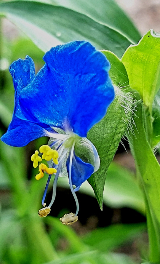 파란색 닭의장풀. 달개비, 닭의 밑씻개로도 불린다. 2020년 6월28일 서울 서대문구 안산 촬영