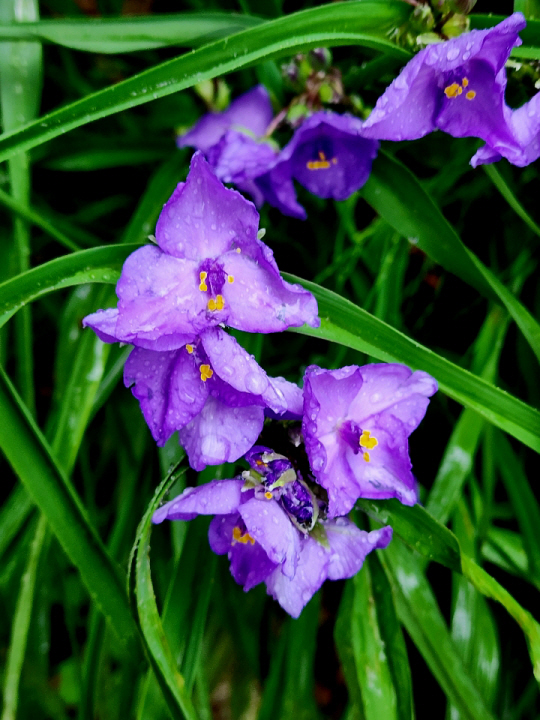 빗방울 맺힌 보라색 자주달개비(자주닭개비). 지난 5월 27일 경기 남양주시 북한강변 대너리스 카페 앞뜰에서 촬영