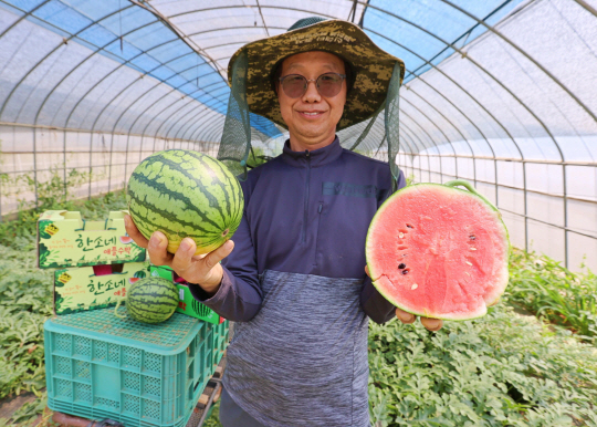 전남 해남군 옥천면에서 애플수박을 재배하고 있는 서명기 씨가 갓 수확한 애플수박을 들어보이고 있다. 해남군청 제공