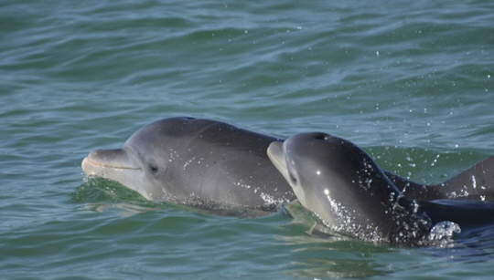 헤엄치는 큰돌고래. AP·연합뉴스 자료사진
