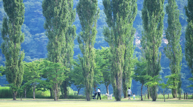 여주 강천섬의 양버들 군락. 하늘을 찌를 듯 자라는 양버들은, 옛 강변 마을이나 신작로의 추억을 떠올리게 한다.