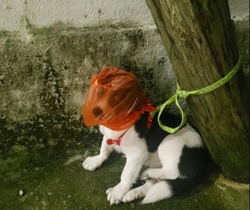 부산 부산진구 한 골목에서 머리 부분에 비닐봉지가 씌워진 채 버려진 강아지. 연합뉴스