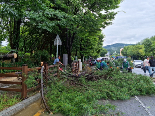 11일 오후 광주 북구 일곡3근리공원에서 북구청 관계자들이 폭우로 쓰러진 나무를 정리하고 있다. 광주 북구 제공. 연합뉴스