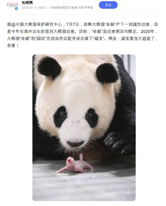 아이바오가 쌍둥이를 낳았다는 소식을 담은 기사. 광밍르바오 공식 SNS 계정 캡처