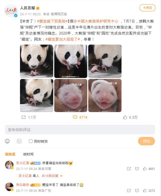 중국 런인르바오 웨이보 계정. 판다 쌍둥이 탄생을 축하한다는 댓글들이 달렸다. 웨이보 캡처