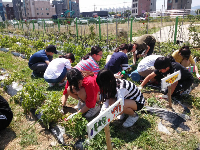 포항 효자초 학생들이 2018년 여름 학교 옆 텃밭에서 감자 농사를 짓고 있다.