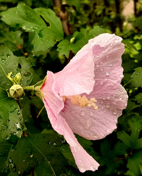 가을비 머금은 무궁화꽃. 용산 대통령실 뒤뜰 무궁화동산. 2020년 9월2일