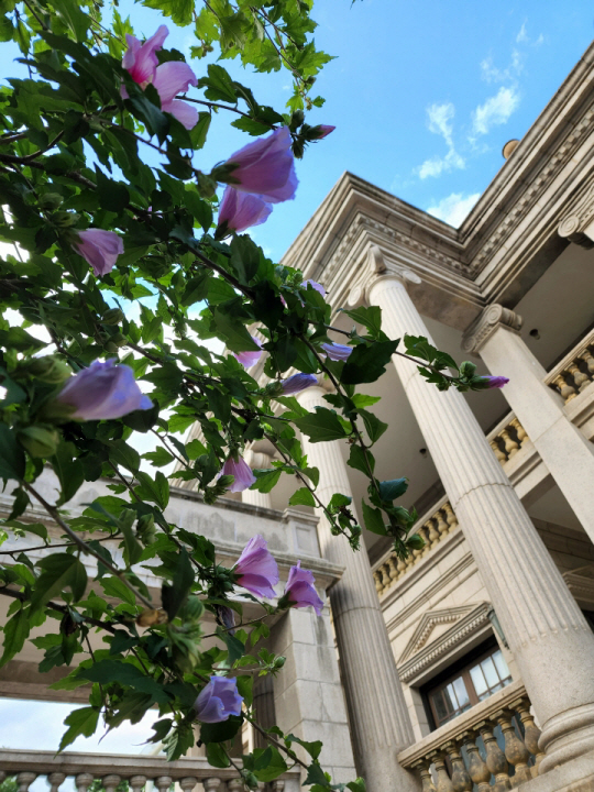 덕수궁 석조전 인근 화려한 자태를 자랑하는 무궁화꽃. 무궁화  꽃의 빛깔은 흰색·분홍색·연분홍색·보라색·자주색·청색 등 다채롭다. 2020년 7월 초