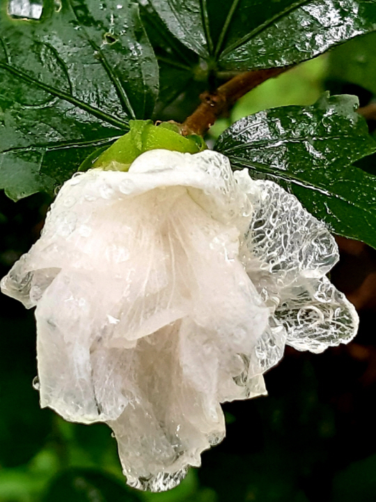 흰색의 아사달계 무궁화 겹꽃. 2020년 9월8일 용산 대통령실 뒤뜰 무궁화동산