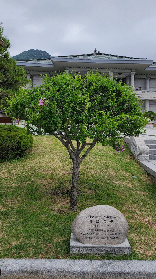 2022년 6월26일 청와대. 김대중 전 대통령 이희호 여사 기념식수로 청와대 뜰에서 맨 먼저 피는 무궁화꽃이다.