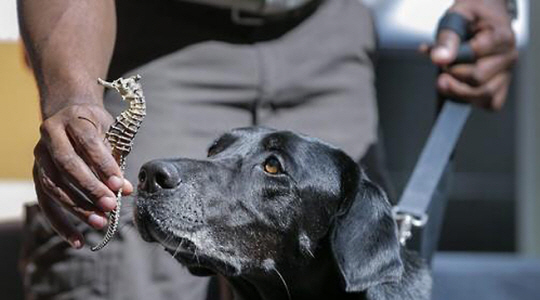 공공 업무 돕는 경찰견(K-9). EPA·연합뉴스 자료사진