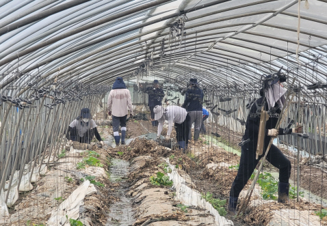 지난달 31일 충남 청양군 청남면의 한 메론농장을 찾아 수해 피해 복구를 지원하고 있는 강남구도시관리공다 임직원들. 공단 제공