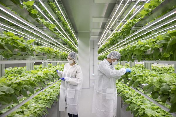 식물에서 생산한 단백질 소재를 활용해 동물 감염병을 예방하고 안전한 먹거리를 제공하는 동물용 의약품(원료) 전문 기업의 식물 공장에서 연구원들이 식물의 발육 상태 등을 점검하고 있다. 농림축산식품부 제공