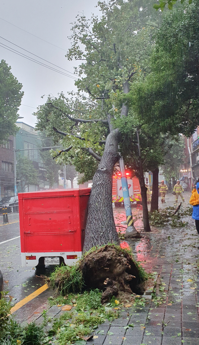 10일 오전 제6호 태풍 ‘카눈’이 북상해 강풍이 몰아치면서 부산 중구의 한 도로에 가로수가 쓰러져 있다.  부산소방본부 제공