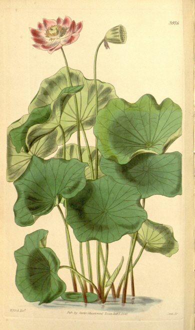 ‘커티스 보태니컬 매거진’(v.68, 1842)에 수록된 연꽃.