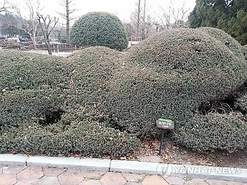 눈향나무. 연합뉴스 자료사진