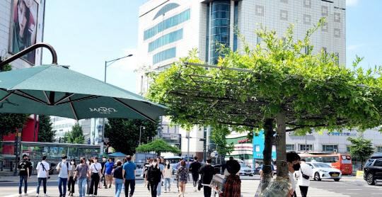 신촌현대백화점 앞 신촌오거리 교통섬에 파라솔과 천연파라솔인 대왕참나무 2그루가 신호등을 보고 마주보고 있다. 가뭄이 심했던 지난 2022년 여름 목마른 대왕참나무에 물주머니 수액을 주는 모습.