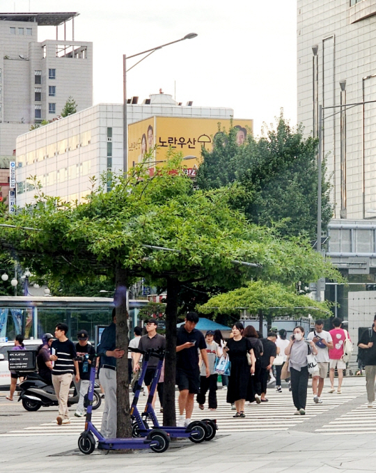 신촌오거리 교통섬의 대왕참나무가 여름 뙤약볕에 보행자에게 그늘을 제공하며  싱싱하게 자라고 있다. 8월9일 촬영