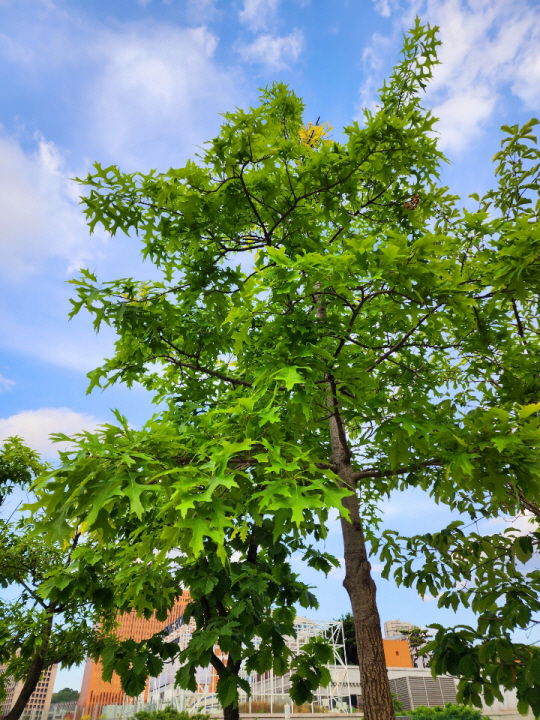 외래종인 대왕참나무는 조경수 가로수로 널리 식재되고 있다. 서울고가 서울로 7017이 끝나는 만리동 언덕 올라가는 초입에 심어놓은 대왕참나무들 . 5월 19일 촬영